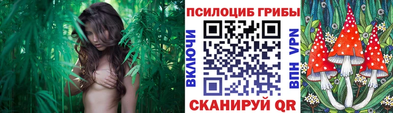 Купить где  Геленджик  Галлюциногенные грибы Psilocybe 
